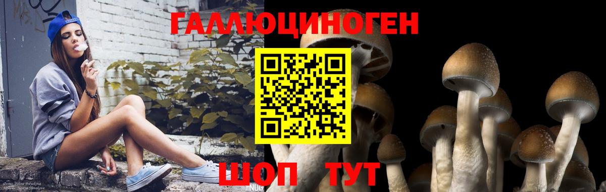 Мыски  Галлюциногенные грибы Psilocybe  Вход с VPN 
